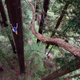 Illustration for article titled Watch This Guy Free Climb A Giant Redwood